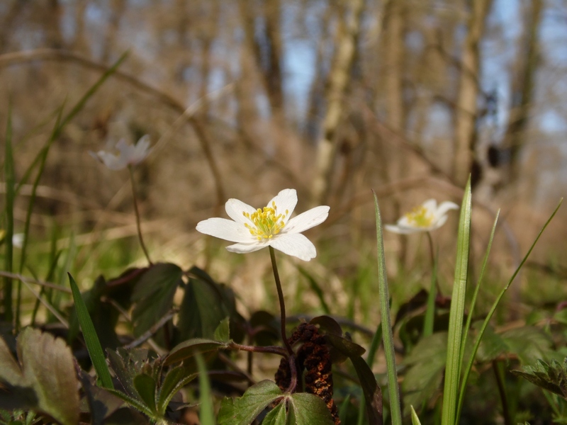 Parco del Ticino : Primavera